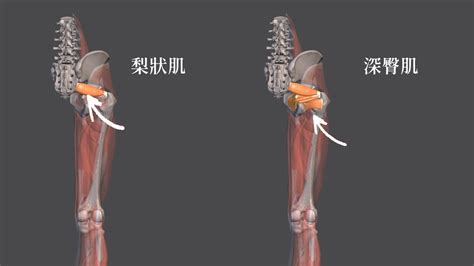 屁股氣節|屁股痛恐是梨狀肌症候群！發炎多久會好？要看哪一科？